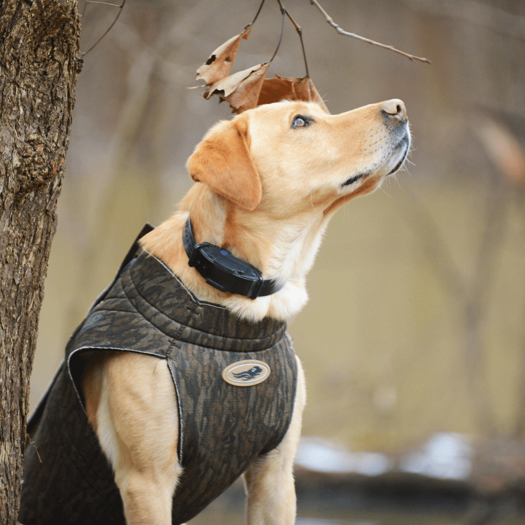 Boater's Hunting Dog Parka