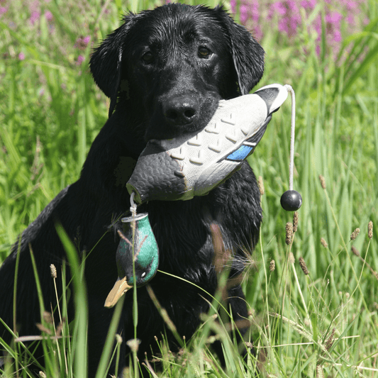 ez bird trainer