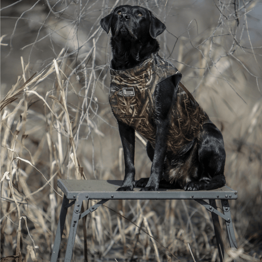 Banded Hybrid Dog Stand