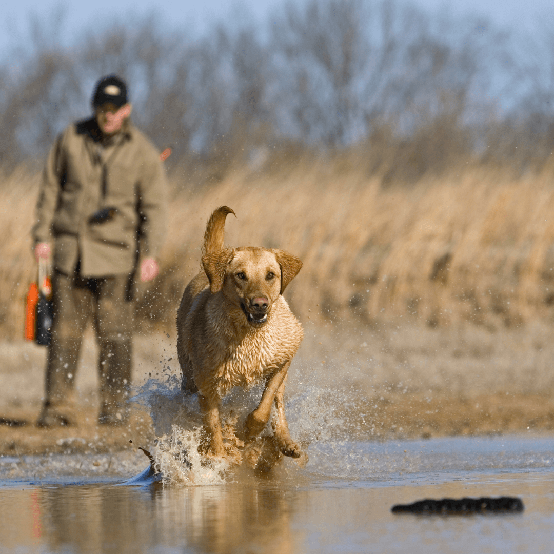 training retriver bumper