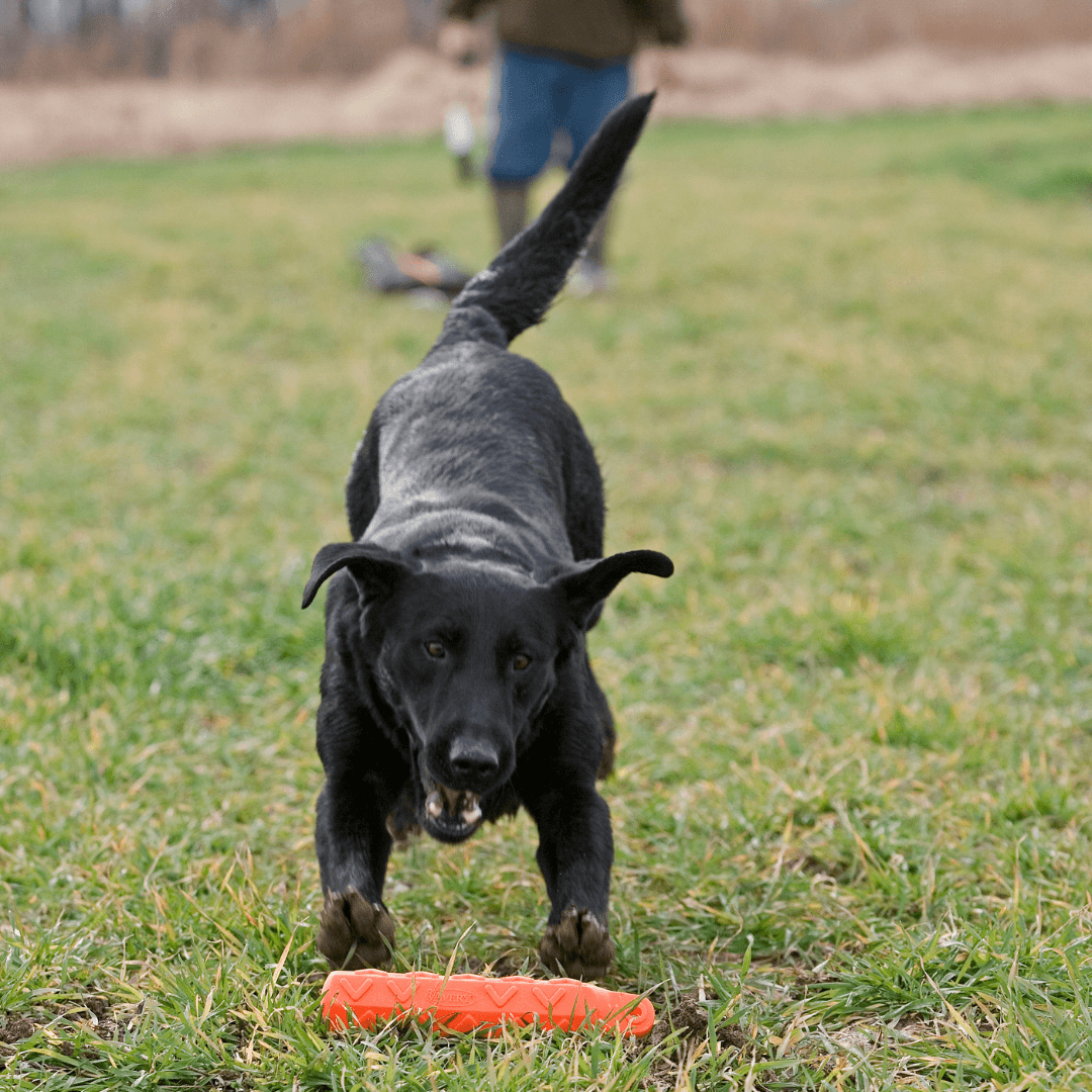 retriever lab trainer