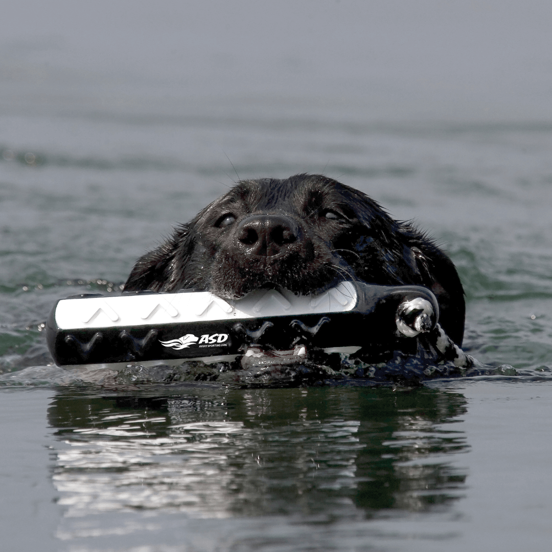 Lab retriever training bumper from ASD