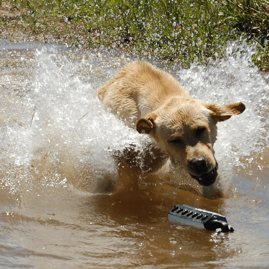 retriever training bumper