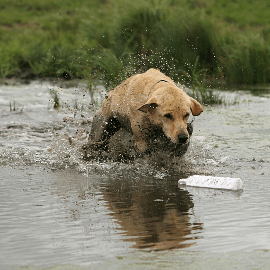 retriever training